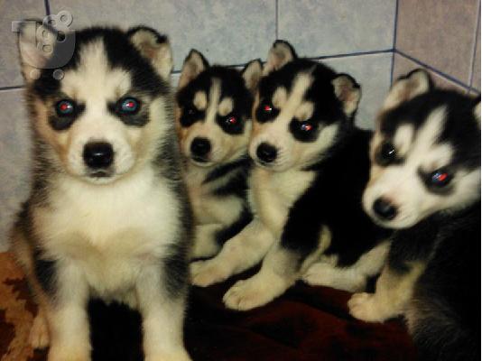 PoulaTo: Siberian Husky